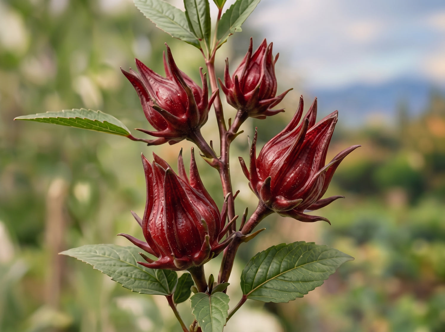 A close-up of a roselle plant branch with four dark red calyces and green leaves, set against a blurred outdoor garden background.