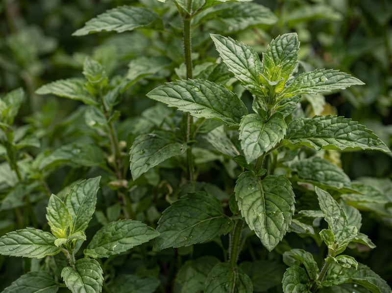 Herbs
