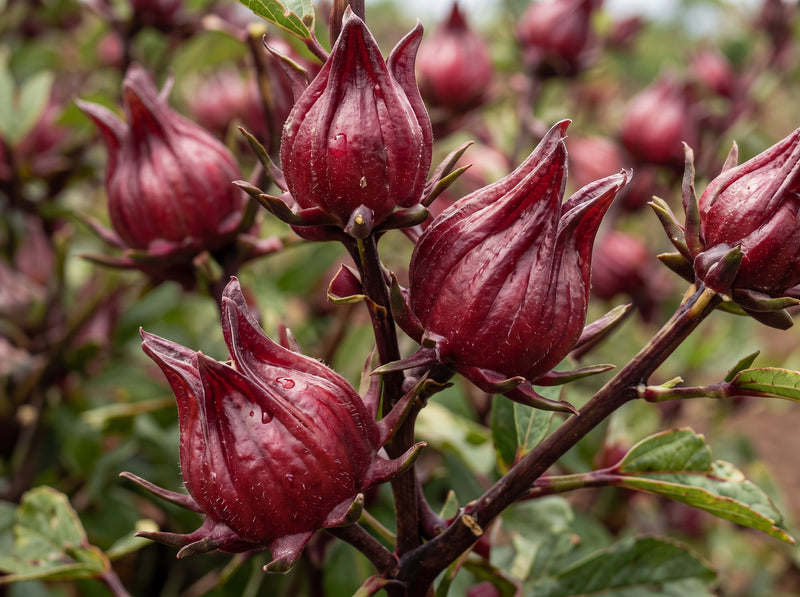 Roselle